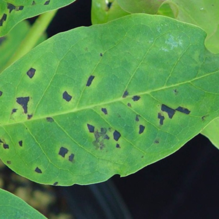 Xanthomonas sp. causes bacterial leaf spot on magnolia. The disease is a serious issue in production during high rain and wind conditions or heavy overhead irrigation conditions which leads to easy movement of the bacteria from plant to plant.